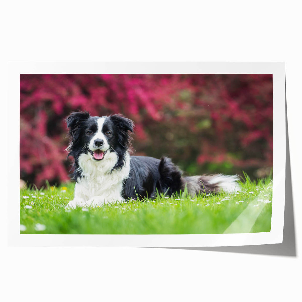 Collie dog wall art print showcasing a vibrant illustration of a playful collie in a colorful, modern design, perfect for dog lovers and home decor enthusiasts.