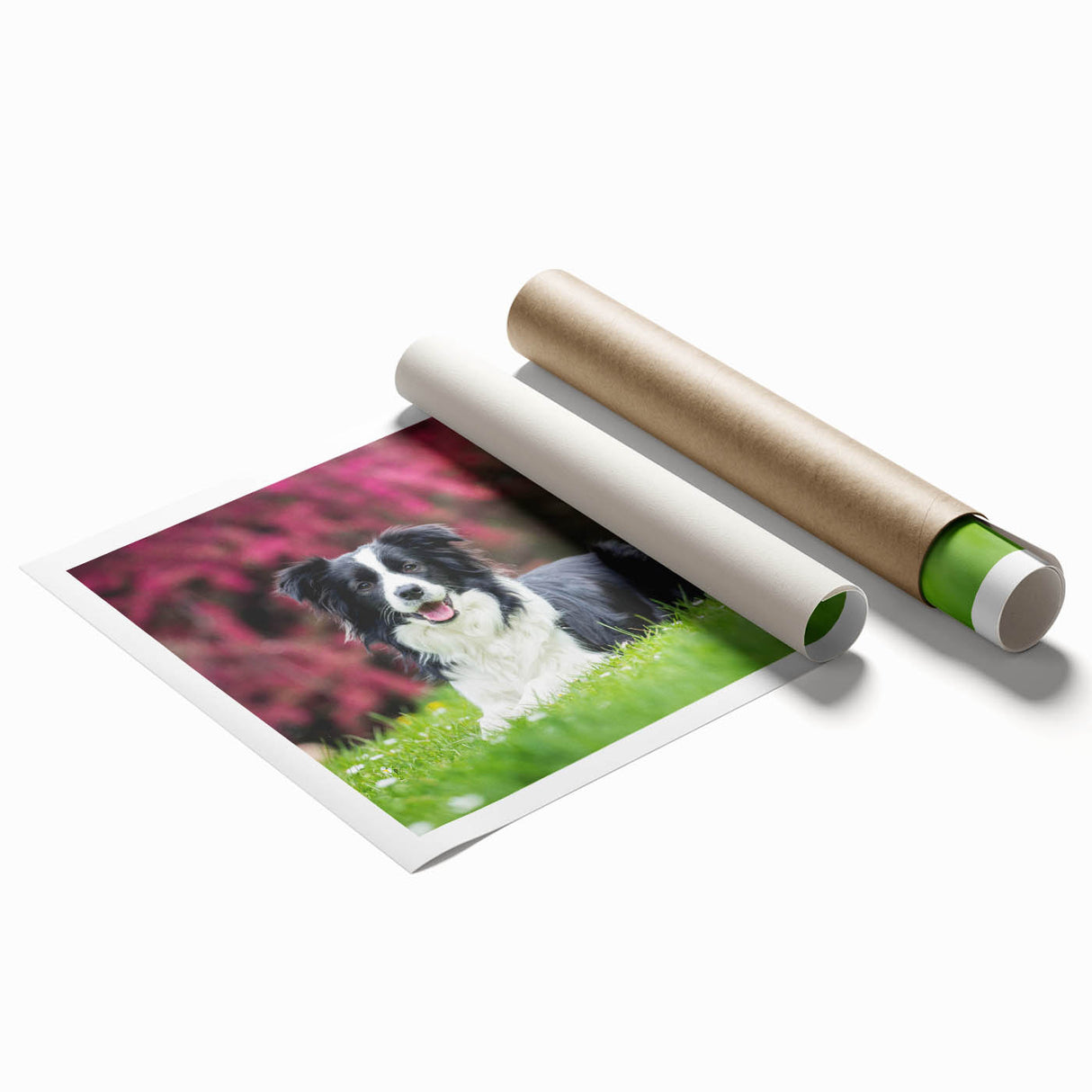 Vibrant rolled print of a collie design featuring a colorful, artistic representation of the breed, perfect for dog lovers’ wall decor, presented in a protective tube.