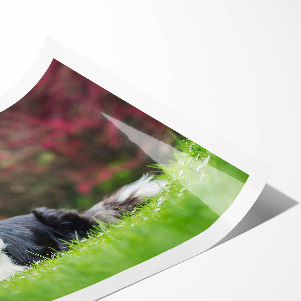 Collie dog wall art design featuring a vibrant, colorful illustration of a playful collie on a textured background, perfect for pet lovers' home decor.