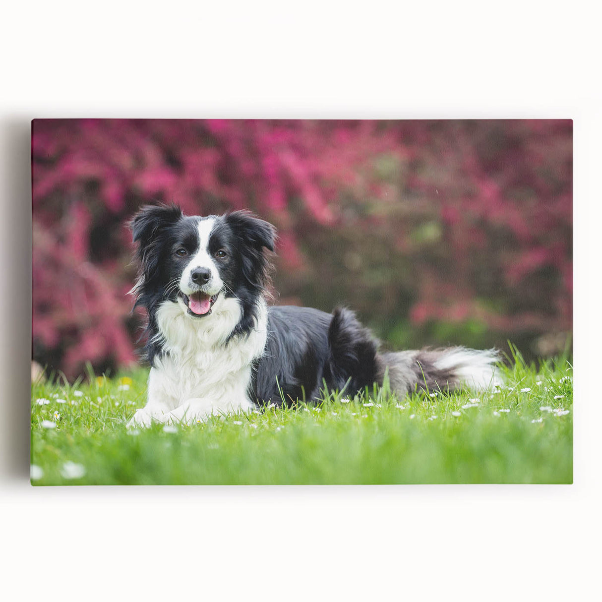 Collie dog design stretched canvas wall art, showcasing a vibrant, full-color illustration against a neutral background, perfect for pet lovers' home decor.