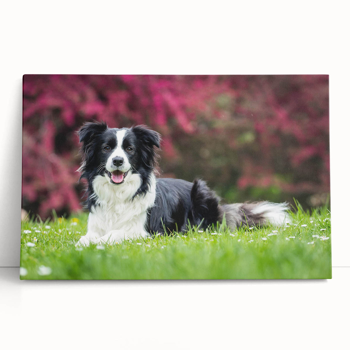 Colorful stretched canvas wall art featuring a playful Collie design, showcasing vibrant hues and intricate details, perfect for pet lovers' home decor.