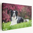 Stretched canvas wall art showcasing a vibrant Collie dog design, featuring rich colors and detailed textures, perfect for pet lovers' home decor.