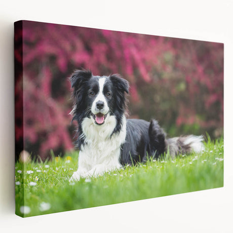 Stretched canvas wall art showcasing a vibrant Collie dog design, featuring rich colors and detailed textures, perfect for pet lovers' home decor.