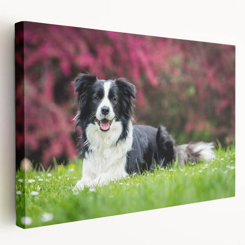 Stretched canvas wall art showcasing a vibrant Collie dog design, featuring rich colors and detailed textures, perfect for pet lovers' home decor.