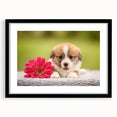 Corgi-themed wall art print displayed in a sleek black frame with matting, featuring an adorable corgi design, perfect for dog lovers and home decor enthusiasts.