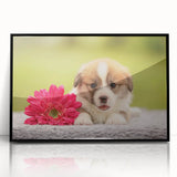 Framed wall art featuring a playful corgi design, showcasing vibrant colors with a sleek black frame, perfect for dog lovers' home decor. Ideal for adding a whimsical touch to any room.