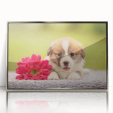 Framed wall art featuring a playful Corgi design in silver acrylic, showcasing the dog's distinctive features and vibrant colors, perfect for home decor.