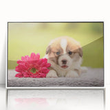 Framed wall art featuring a playful corgi design in vibrant colors, showcased in a sleek white frame, perfect for dog lovers and home decor enthusiasts.