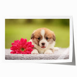 Corgi-themed wall art print featuring vibrant colors and playful designs, rolled and ready for display. Ideal for dog lovers seeking unique home decor.