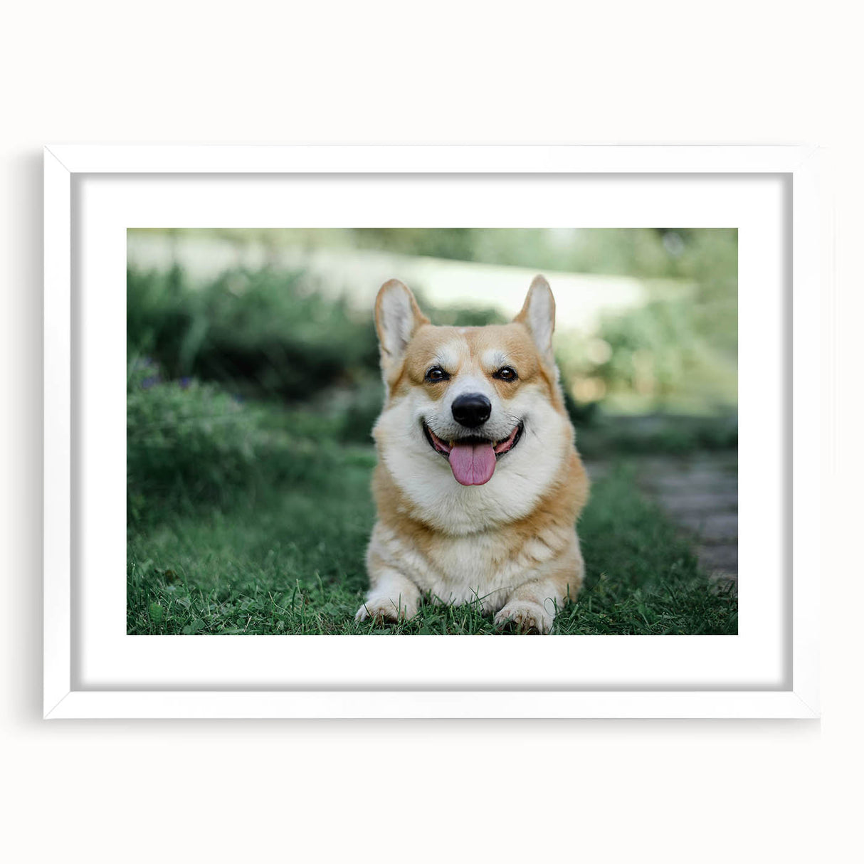 Corgi wall art collection framed in white with mat, showcasing playful corgis in various poses, perfect for dog lovers' home decor.