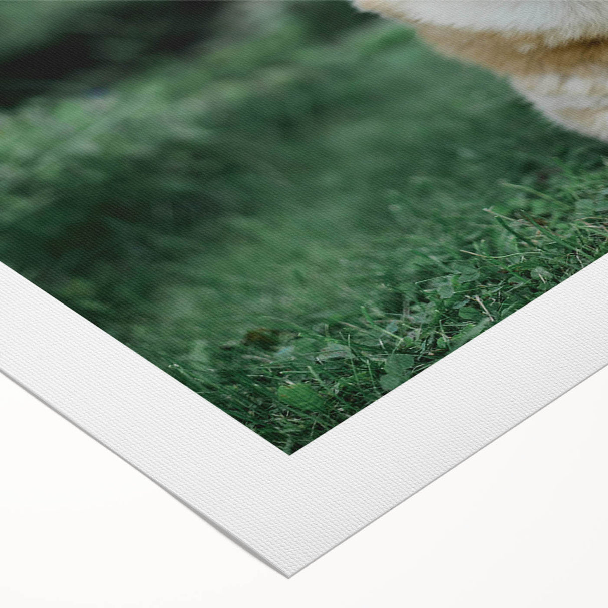 Corgi-themed wall art design on rolled canvas, showcasing a vibrant and playful illustration of a corgi with a colorful background, perfect for dog lovers' decor.