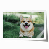 Corgi-themed wall art print featuring a playful illustration of a corgi dog in vibrant colors, ideal for pet lovers and home decor enthusiasts, presented in a rolled format.