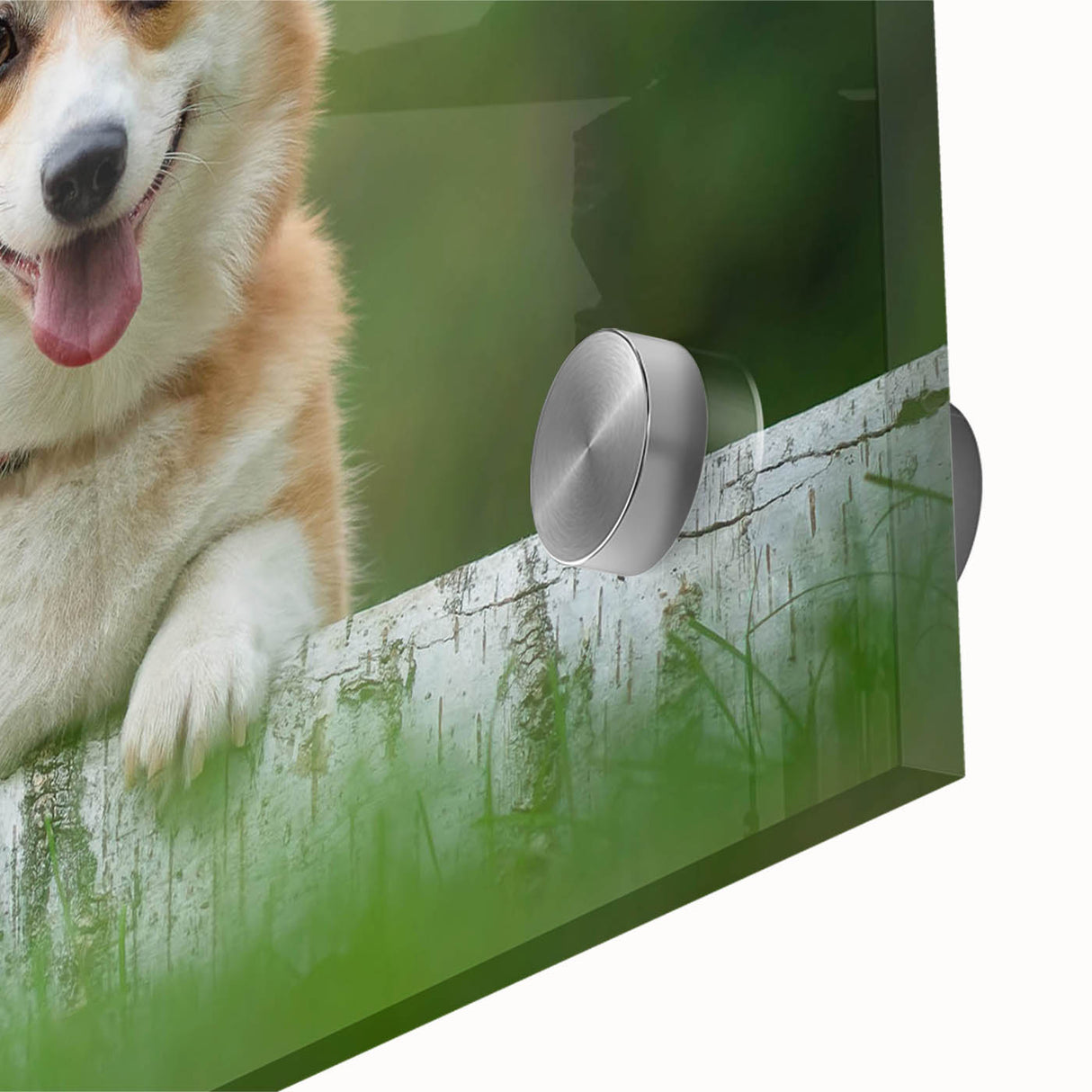 Close-up of a vibrant Corgi-themed wall art collection, showcasing playful designs on acrylic glass, perfect for dog lovers and modern home decor enthusiasts.