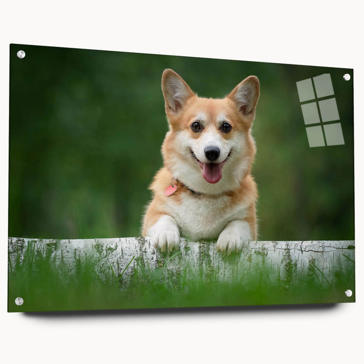 Corgi wall art collection displayed in acrylic glass, showcasing vibrant colors and playful designs, ideal for dog lovers' home decor. Perfect for adding a whimsical touch to any room.