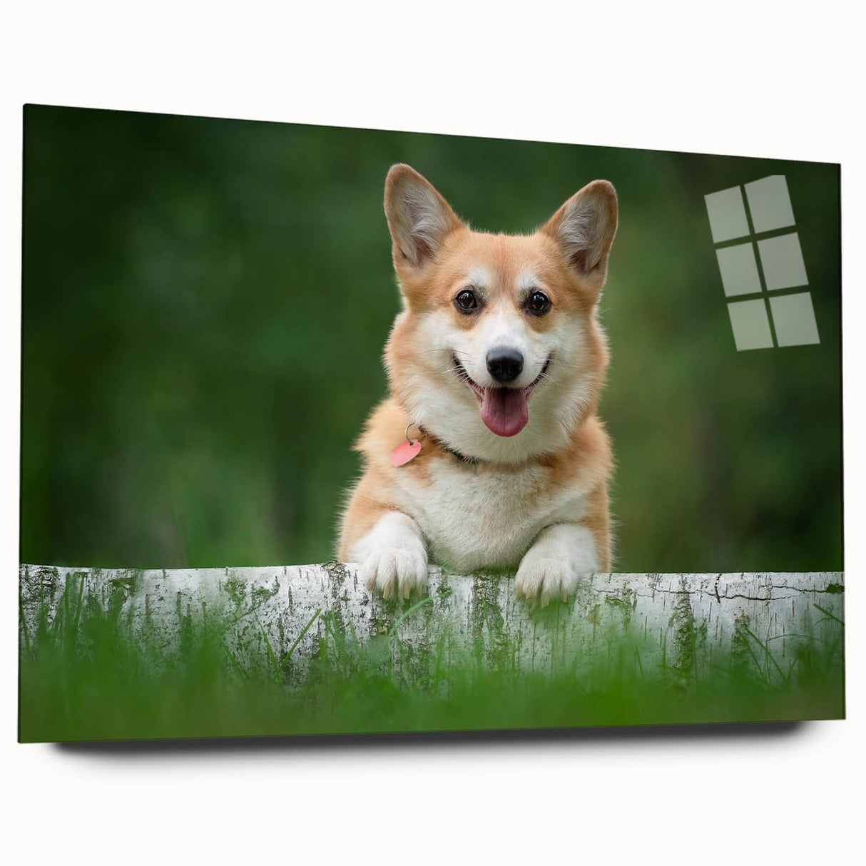 Side view of a vibrant acrylic glass wall art piece showcasing a playful corgi design, perfect for dog lovers. This modern decor adds a cheerful touch to any room.