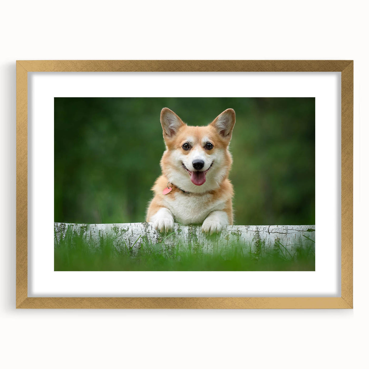 Corgi-themed wall art collection in a stylish gold frame with mat, showcasing playful corgis against a neutral background, perfect for dog lovers' home decor.