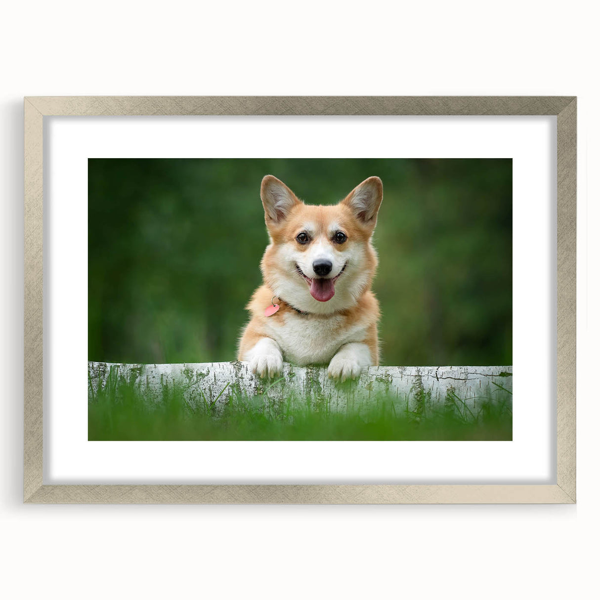 Corgi-themed wall art collection featuring a stylish silver frame and mat, showcasing playful corgi designs perfect for dog lovers' home decor.