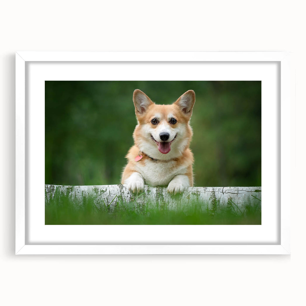 Corgi-themed wall art collection framed in white with a mat, showcasing playful corgi illustrations against a bright background, ideal for pet lovers' decor.