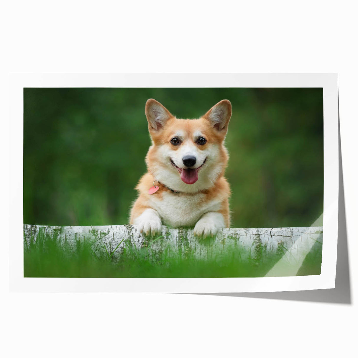 Corgi wall art collection print showcasing playful corgis in vibrant colors and playful poses, ideal for dog lovers and modern home decor.