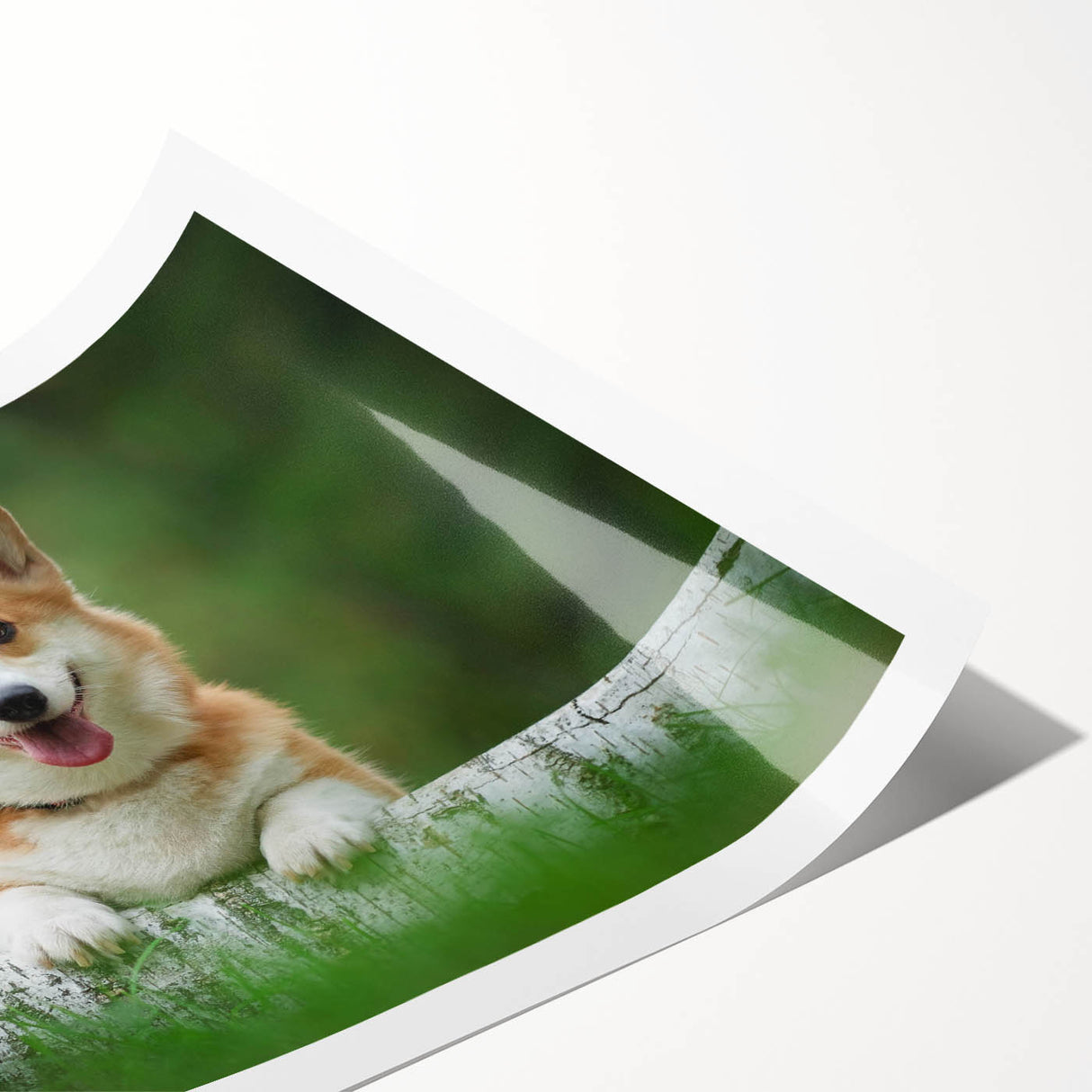 Corgi-themed wall art collection print showcasing playful, colorful illustrations of adorable corgis in various poses, rolled and ready for framing.