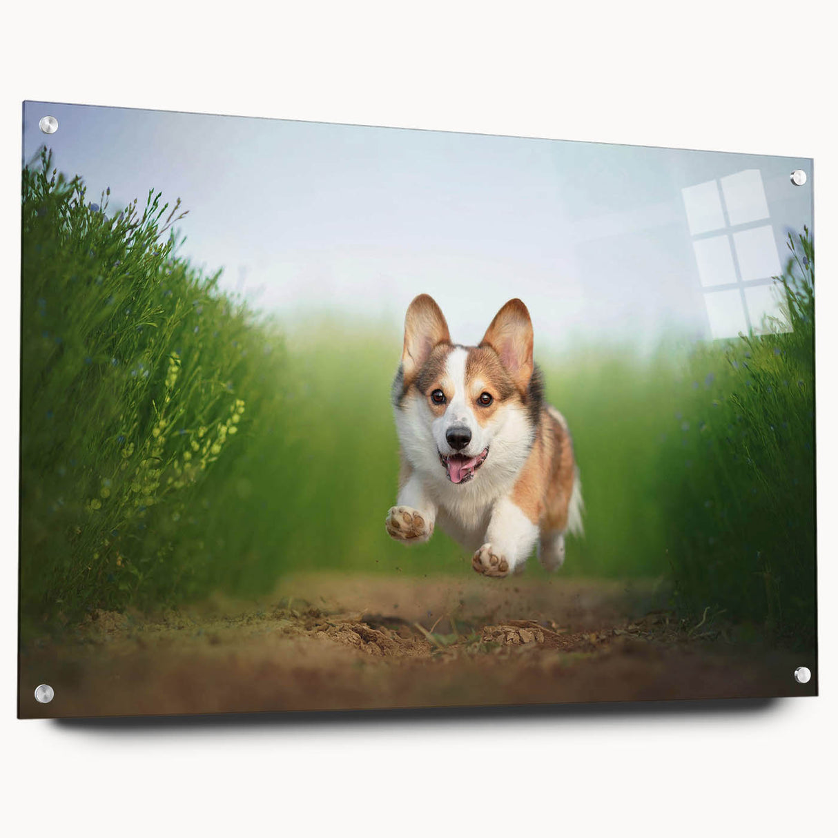 Corgi wall art collection displayed in acrylic glass, showcasing vibrant colors and playful design. Perfect for dog lovers and home decor enthusiasts.