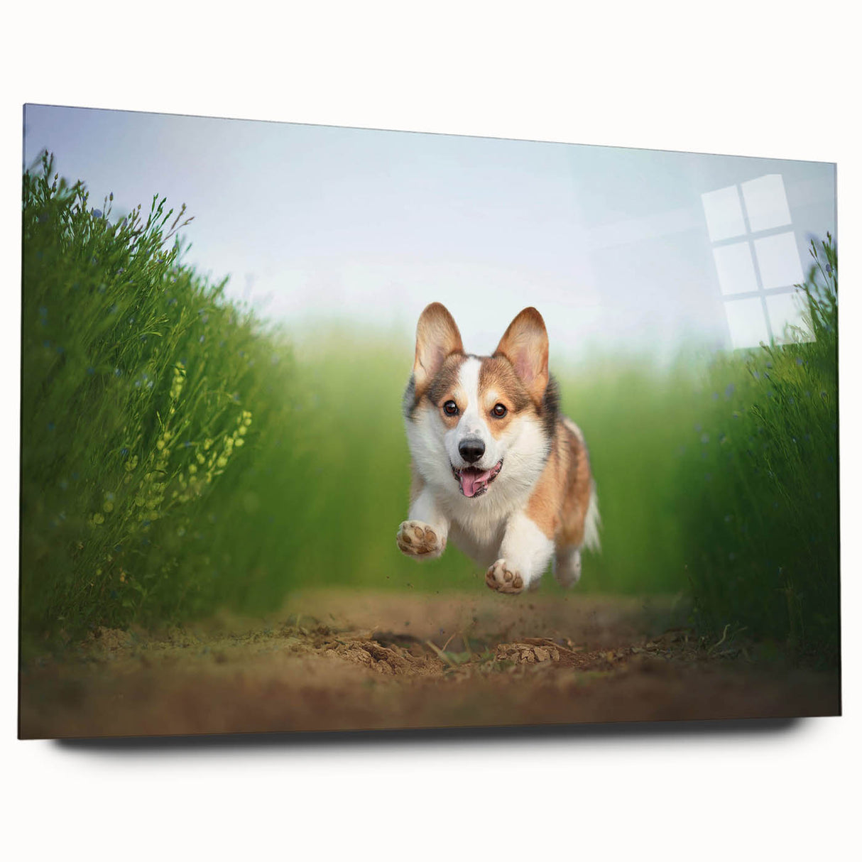 Corgi-themed wall art collection displayed in an acrylic glass frame, showcasing vibrant colors and intricate designs, perfect for dog lovers' decor.