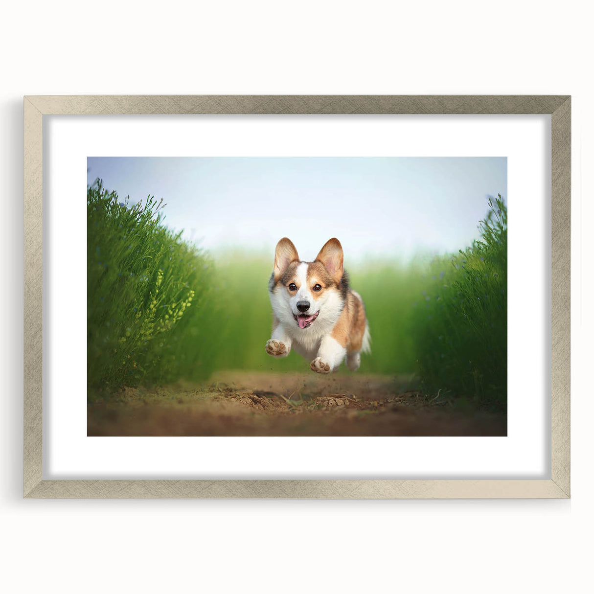 Corgi-themed wall art collection framed in a stylish silver frame with a mat, showcasing playful corgi designs, perfect for dog lovers' home decor.