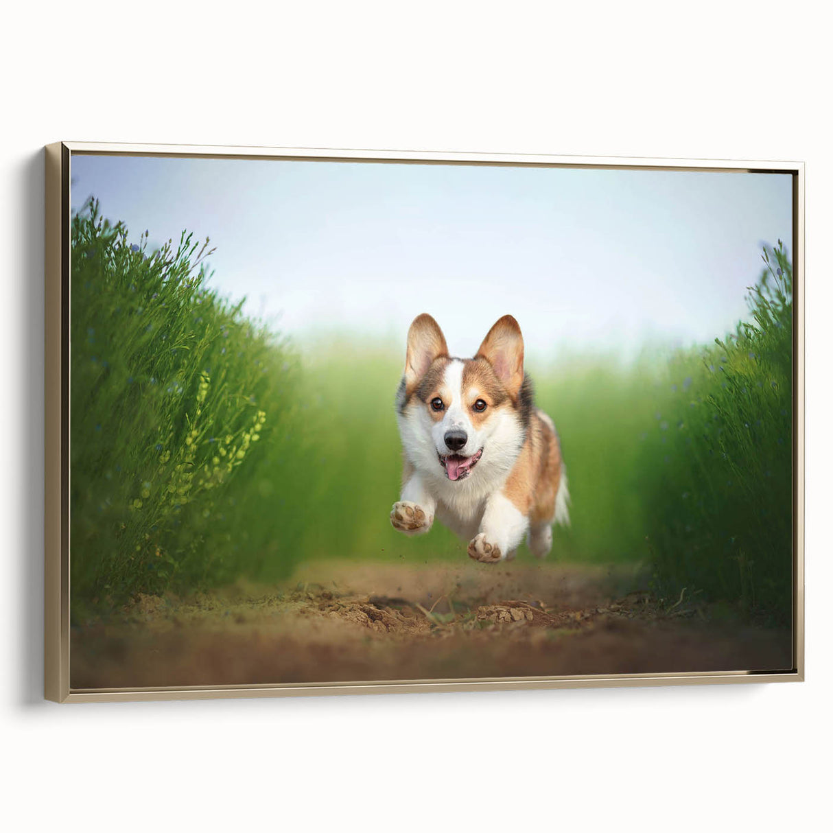 Framed canvas wall art featuring a playful Corgi design with a gold frame, showcasing the dog's joyful expression and vibrant colors, perfect for pet lovers’ decor.