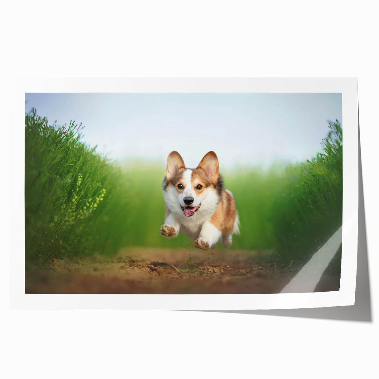 Corgi-themed wall art print showcasing vibrant colors and playful design, rolled for easy display and delivery in protective packaging. Ideal for dog lovers.