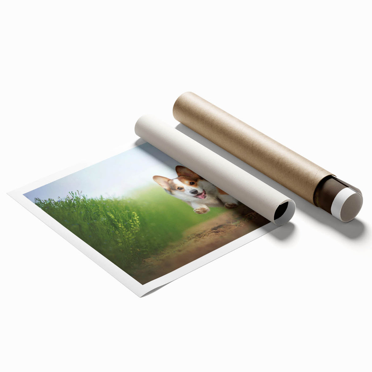 Corgi wall art print showcasing a playful corgi in vibrant colors, rolled and packaged in a protective cardboard tube, perfect for dog lovers' home decor.