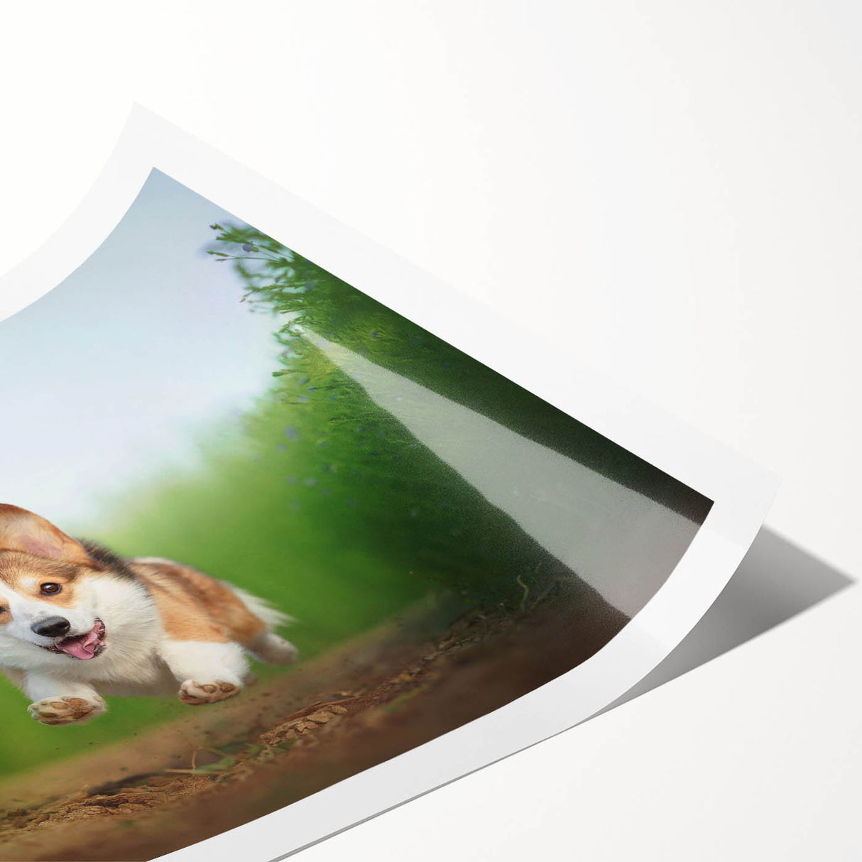 Colorful corgi-themed wall art print showcasing playful corgis in various poses, ideal for dog lovers and home decor, packaged securely in a cardboard tube.