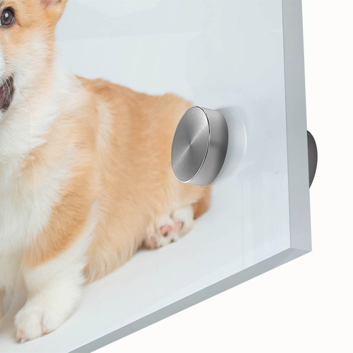 Close-up of a vibrant corgi wall art design printed on acrylic glass, showcasing rich colors and detailed textures, perfect for pet lovers’ home decor.