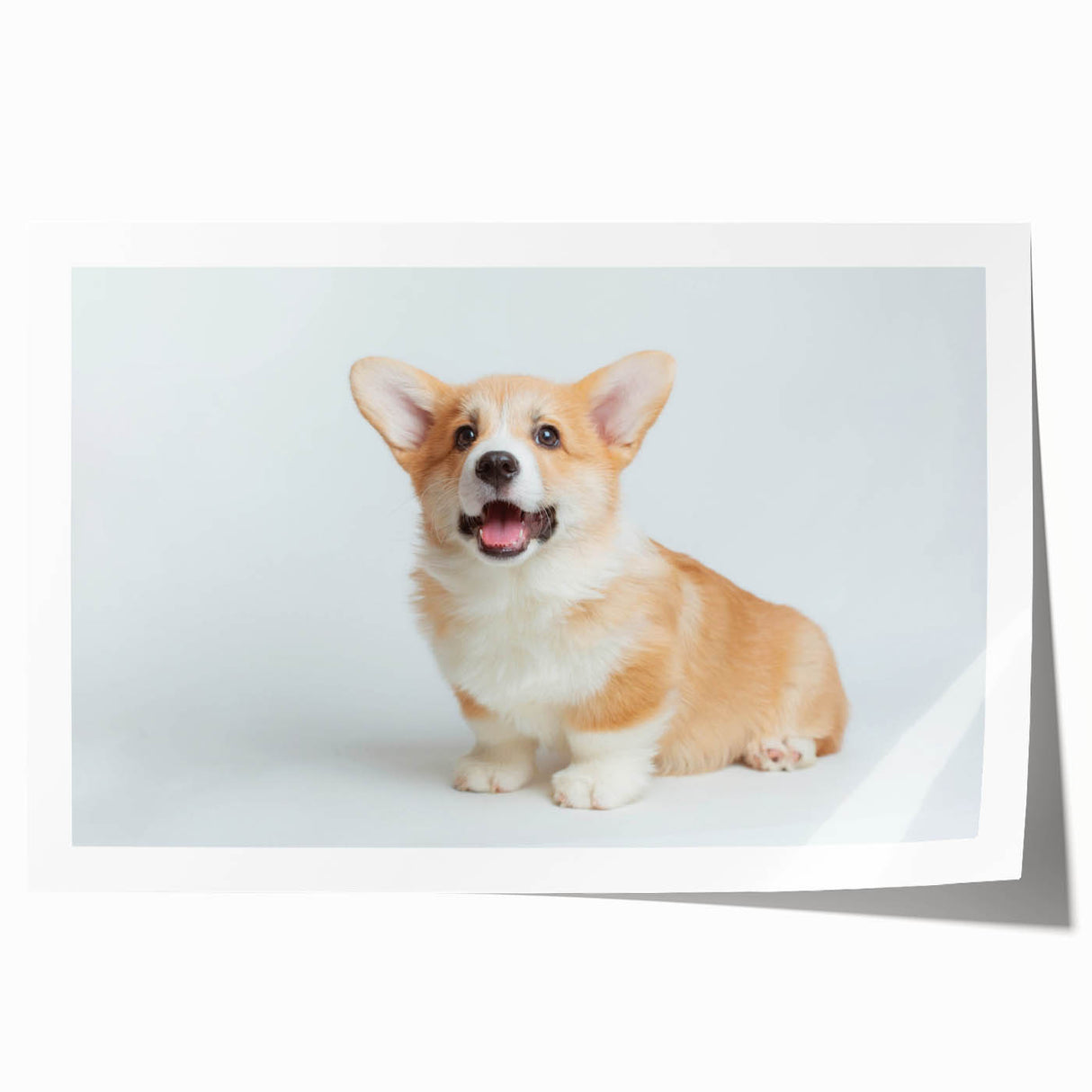 Vibrant corgi wall art print featuring playful corgi illustrations in various poses and colors, perfect for dog lovers and home decor enthusiasts, rolled for easy framing.
