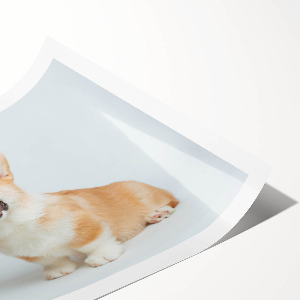 Corgi wall art print showcasing a playful corgi design in vibrant colors, rolled for easy display. Ideal for dog lovers and home decor enthusiasts.