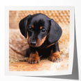 Dachshund design wall art collection showcasing vibrant colors and playful illustrations on glossy paper, perfect for dog lovers' home decor.