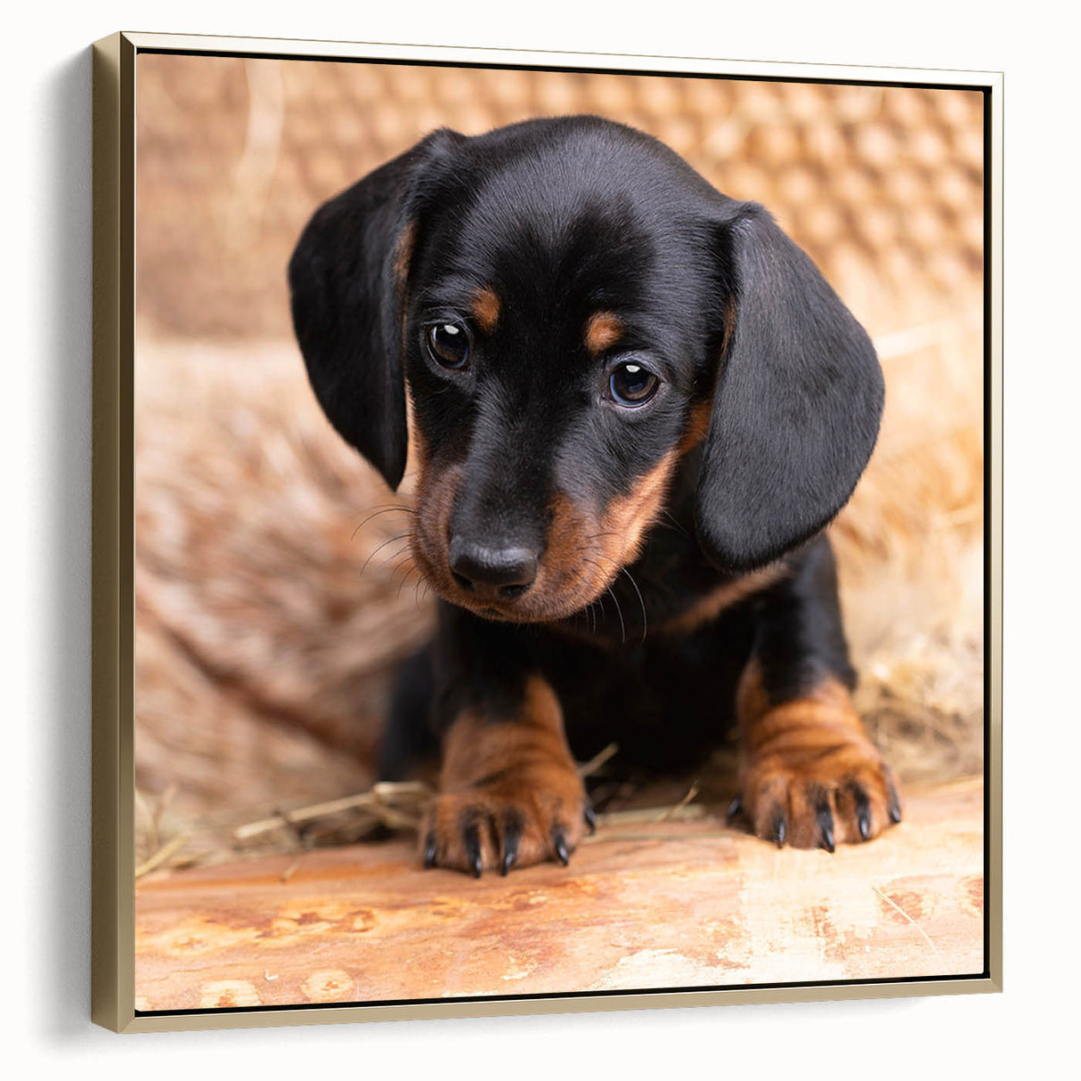 Framed canvas wall art showcasing a stylish dachshund design in gold tones, perfect for pet lovers' home decor. Side view highlights its elegant frame and vibrant colors, ideal for enhancing any room's aesthetic.