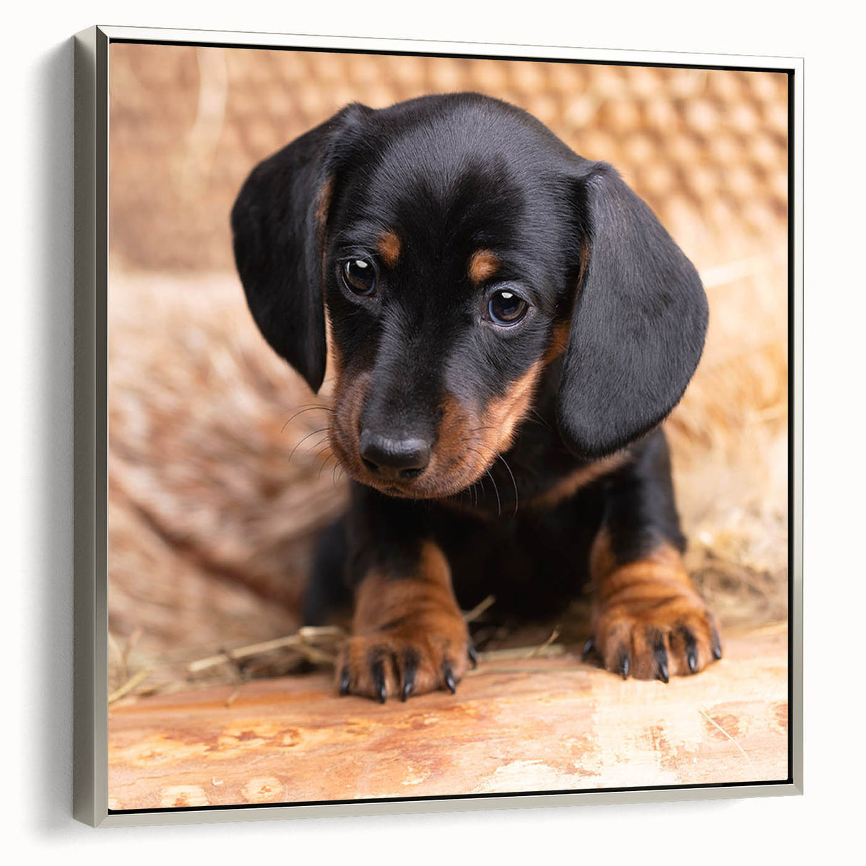 Framed wall art featuring a silver-hued dachshund design on canvas, showcasing a side view of the playful dog, perfect for pet lovers and home decor enthusiasts.