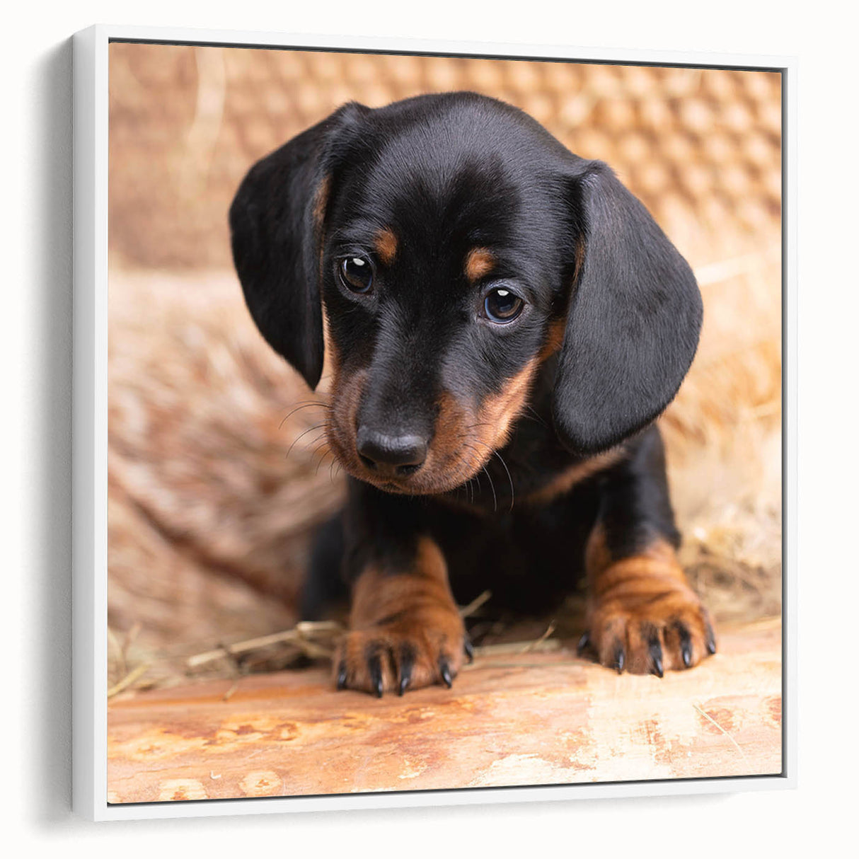 Framed canvas wall art showcasing a charming dachshund design against a white background, emphasizing the playful character of the breed with vibrant colors and intricate detailing, ideal for dog lovers' decor.