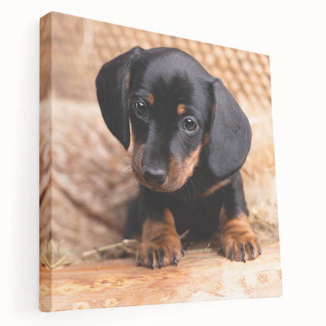 Dachshund-themed stretched canvas wall art showcasing a playful dog design in vibrant colors, ideal for pet lovers’ home decor. Perfectly framed for easy hanging.