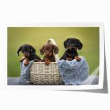Dachshund-themed wall art print showcasing a playful design with vibrant colors, perfect for dog lovers. Ideal for home decor or gifting.