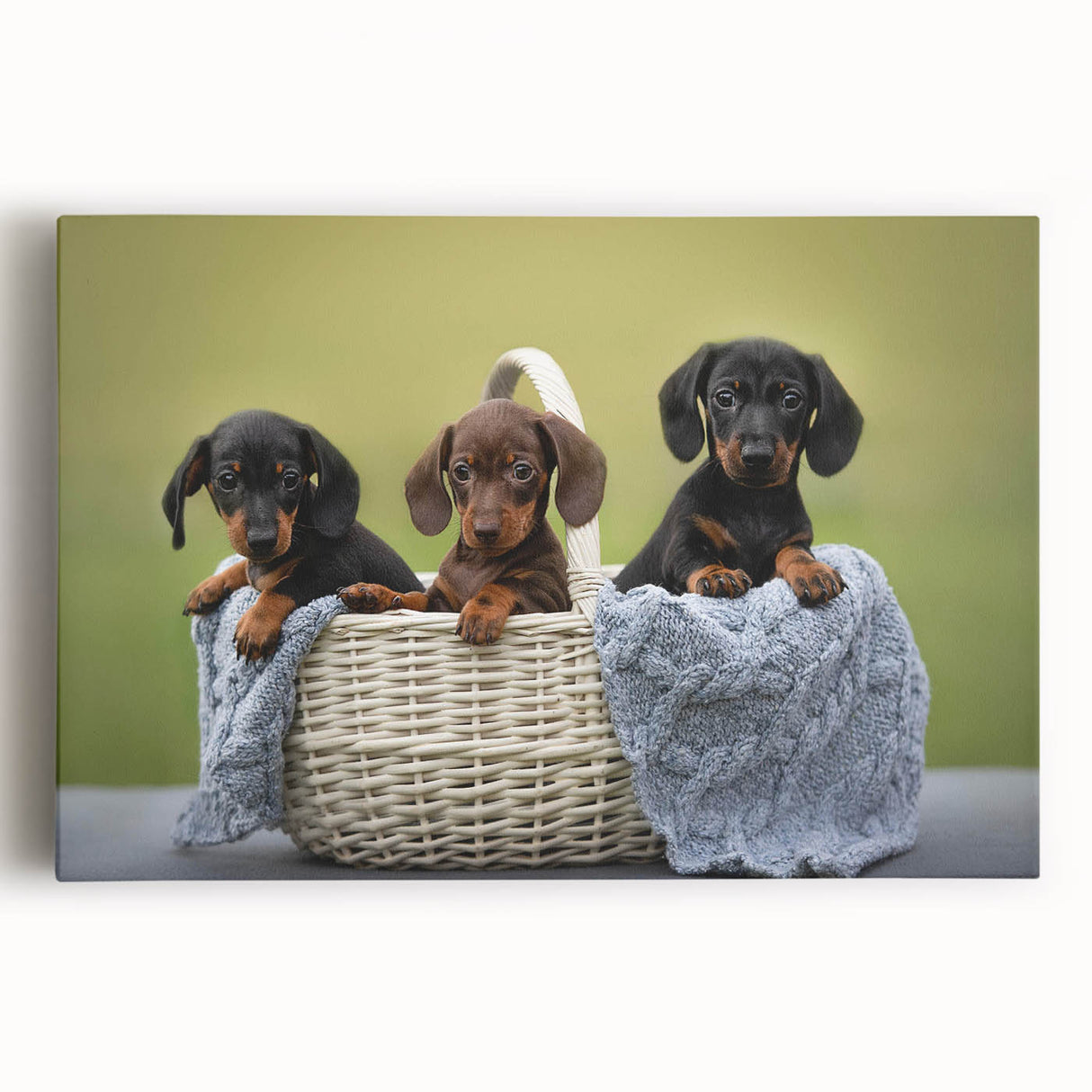 Dachshund-themed wall art on stretched canvas showcasing a vibrant design of playful dachshunds in various colors, perfect for dog lovers' home decor.