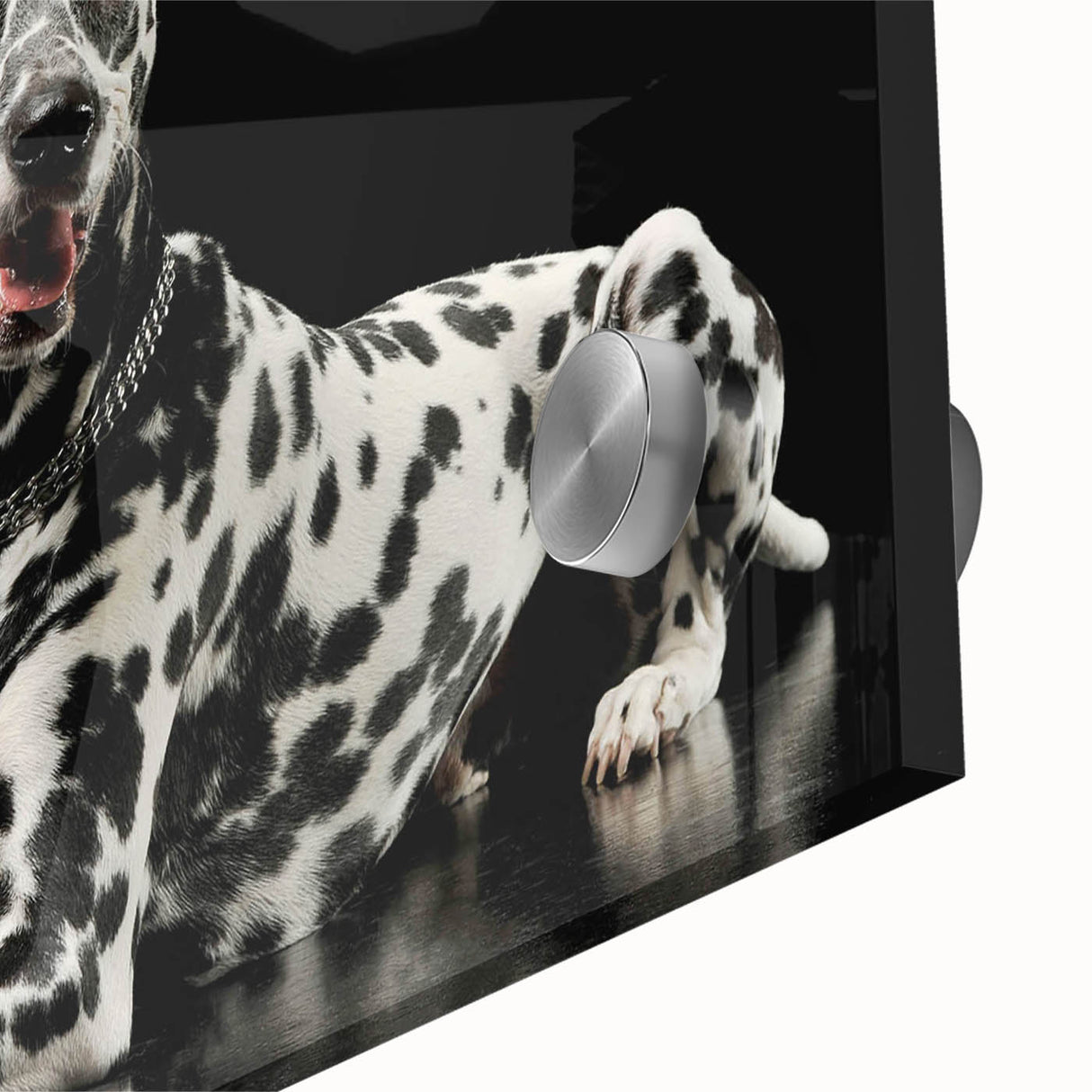 Close-up of a vibrant Dalmatian wall art design printed on acrylic glass, showcasing intricate details and bold colors, perfect for pet lovers' home decor.