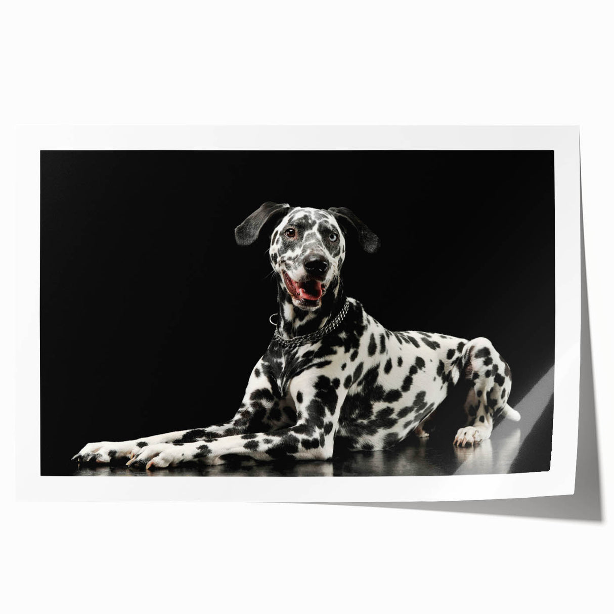 Dalmatian dog wall art print featuring a vibrant, minimalist design with bold black spots on a white background, rolled up and ready for framing or display.