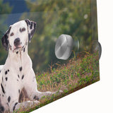 Close-up of a vibrant Dalmatian design wall art piece featuring bold black and white spots on a sleek acrylic glass surface, perfect for dog lovers' decor.