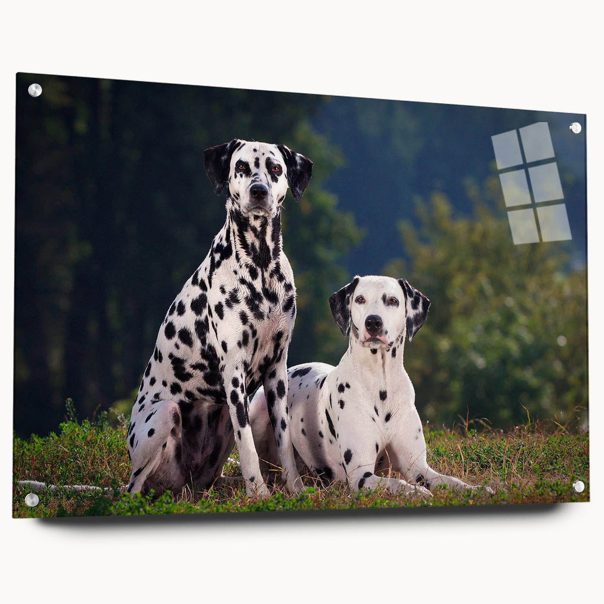 Acrylic wall art featuring a vibrant Dalmatian design, displaying a side view with decorative pins, perfect for home decor and dog lovers.