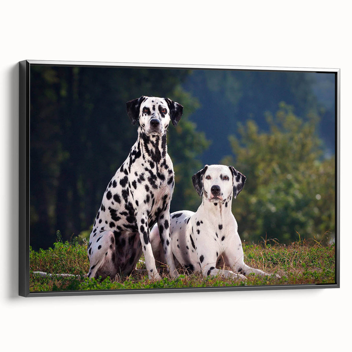 Framed canvas wall art featuring a stylish Dalmatian design in black and white, showcasing the dog’s unique spots and elegance, perfect for pet lovers' decor.