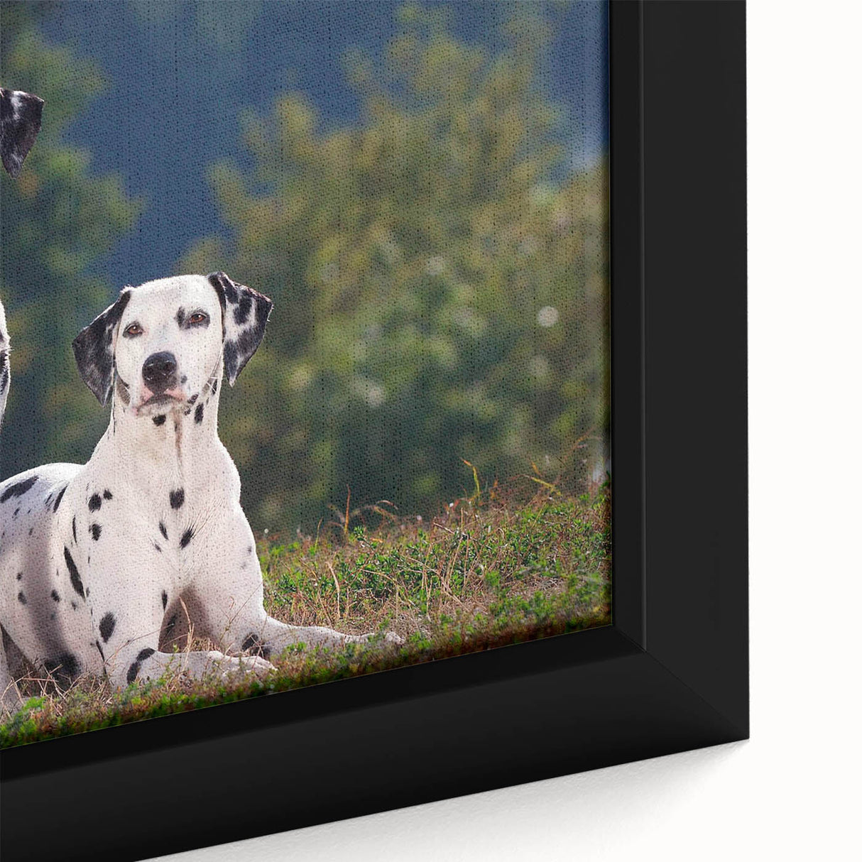 Close-up of a framed canvas featuring a Dalmatian dog design, showcasing intricate details and vibrant colors, ideal for pet lovers and home decor enthusiasts.