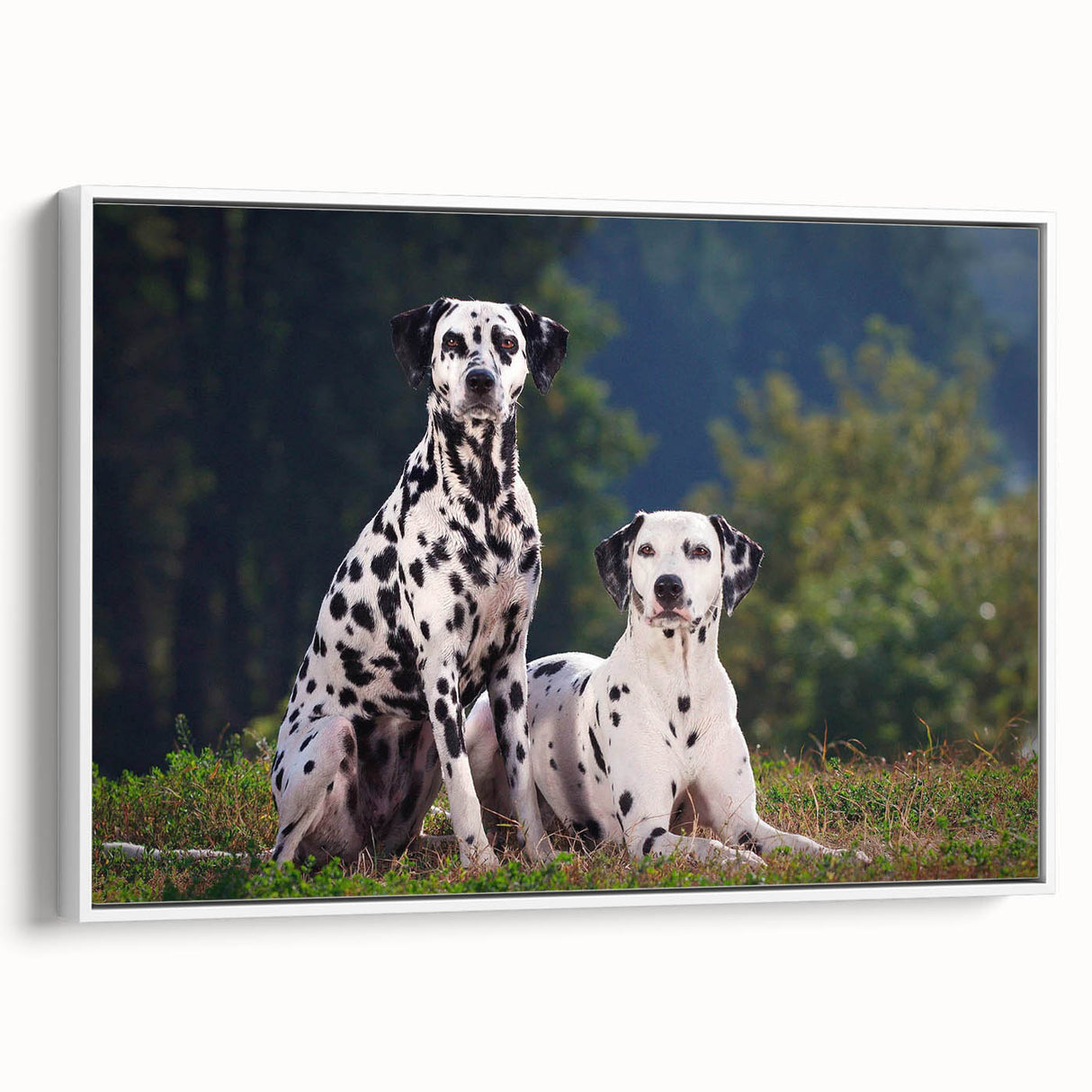 Framed canvas wall art showcasing a Dalmatian design in a white frame, ideal for dog lovers and home decor enthusiasts, enhancing interior aesthetics.