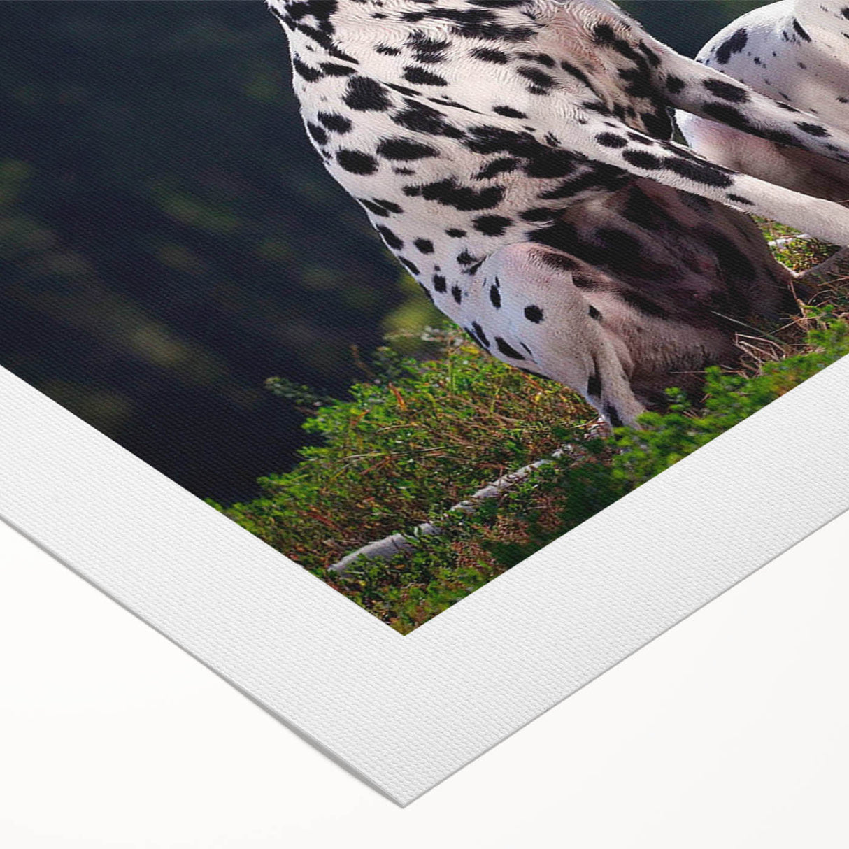 Dalmatian wall art design on rolled canvas, showcasing a playful spotted dog motif in vibrant colors, perfect for home decor and pet lovers.