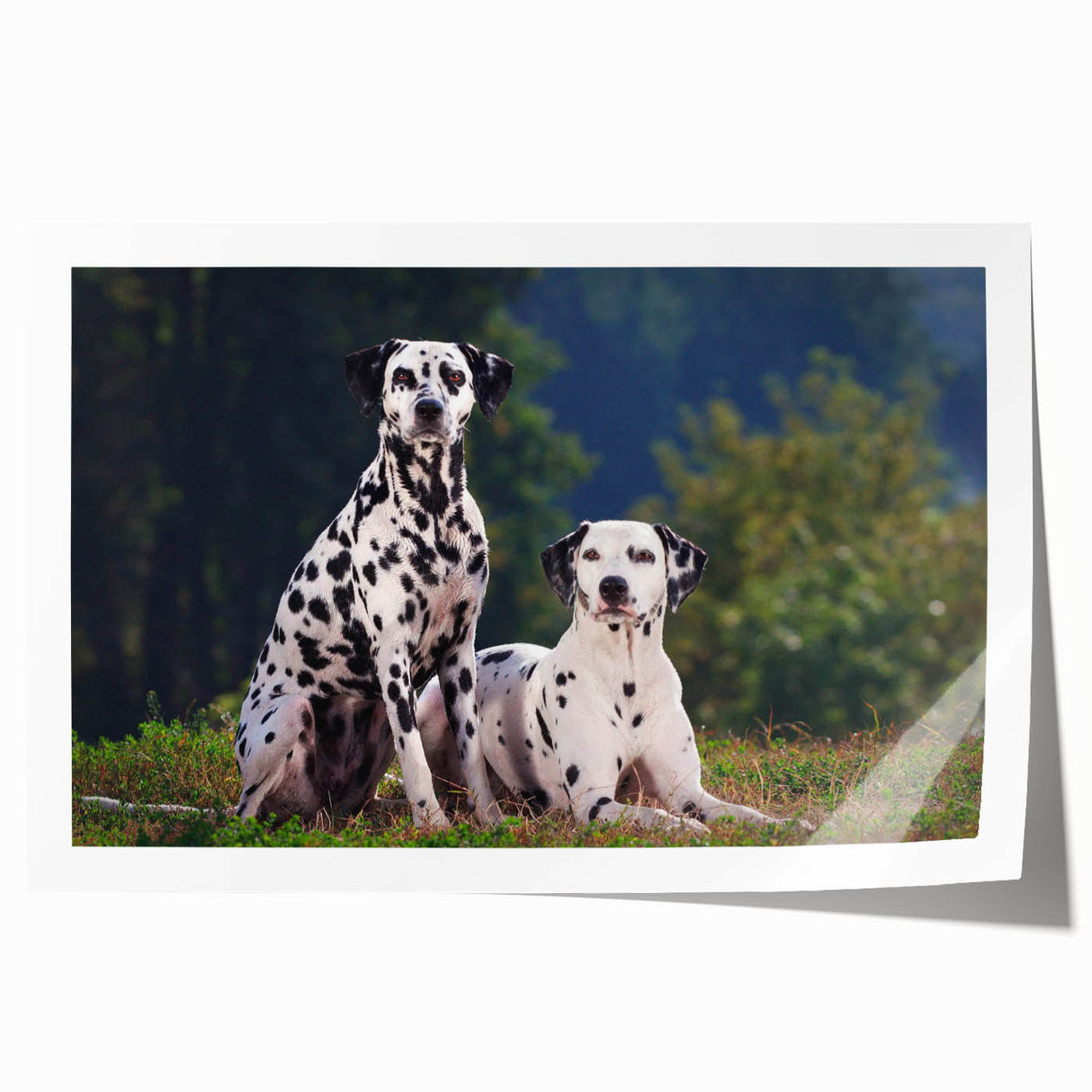 Dalmatian-themed wall art print showcasing a playful dog design with distinct black spots on a white background, rolled and ready for framing or display. Ideal for pet lovers looking to enhance home decor with a unique canine-inspired piece.